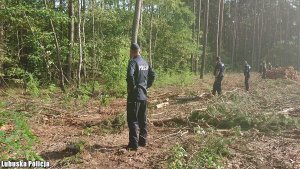 Zdjęcie przedstawia policjantów przeszukujących teren lasu.