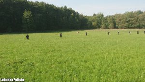 Zdjęcie ukazuje duża grupę policjantów, którzy w szeregu przeszukują pole zarośnięte wysoką trawą.
